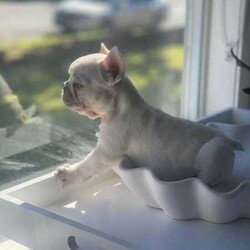 French bulldog puppies/French Bulldog/Female/Younger Than Six Months,I have 2 beautiful female French bulldogs available for their forever home . I have 1 cream and 1 lilac and tan Merle .They will be ready for there forever homes from the 5th June . Here at Sydney frenchies we focus on health first . We health test all our dogs and ensure they grow up in the most loving , caring and amazing environment.Mum is lilac and tan carrying cream and dad is chocolate and tan Merle . Both amazing health . We offer life time support .All puppies will come :Microchipped ✅Vet checked ✅Wormed✅Vaccinated ✅DNA tested ✅Toilet trained on grass Matt and puppy pads ✅I am aregistered breeder with MDBA our breeder number is 20752 . We only breed the healthiest dogs in our program . I have had really good reviews from previous litters . We take pride in producing the best French bulldogs, as this breed deserves to be bred at a top quality standard.Micro chip 900078787654346Microchip 900656543456677
