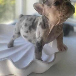 French bulldog puppies/French Bulldog/Female/Younger Than Six Months,I have 2 beautiful female French bulldogs available for their forever home . I have 1 cream and 1 lilac and tan Merle .They will be ready for there forever homes from the 5th June . Here at Sydney frenchies we focus on health first . We health test all our dogs and ensure they grow up in the most loving , caring and amazing environment.Mum is lilac and tan carrying cream and dad is chocolate and tan Merle . Both amazing health . We offer life time support .All puppies will come :Microchipped ✅Vet checked ✅Wormed✅Vaccinated ✅DNA tested ✅Toilet trained on grass Matt and puppy pads ✅I am aregistered breeder with MDBA our breeder number is 20752 . We only breed the healthiest dogs in our program . I have had really good reviews from previous litters . We take pride in producing the best French bulldogs, as this breed deserves to be bred at a top quality standard.Micro chip 900078787654346Microchip 900656543456677