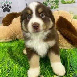 Dash/Australian Shepherd									Puppy/Male	/7 Weeks,Meet Dash, a delightful and affectionate AKC Registered Australian Shepard. This fun-loving and beautiful companion is eagerly awaiting a forever family. With a soft and cuddly nature, that is  sure to bring love and joy into any home.