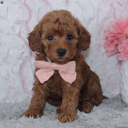 Natasha/Miniature Poodle									Puppy/Female	/7 Weeks,To contact the breeder about this puppy, click on the “View Breeder Info” tab above.