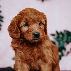 Paisley F2B/Mini Goldendoodle									Puppy/Female	/8 Weeks,Do you love Golden Retreivers but struggle with the heavy shedding and larger size? Take a look at this puppy. With their poodle hair but Golden personality they are an exciting combo.