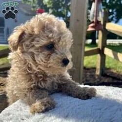 Cupcake/Bich-Poo									Puppy/Female	/11 Weeks,Cupcake is will a companion to you. She is delightful and plays well with others. Look no further for your forever pet to live.  She is up to date on her shots and been dewormed.