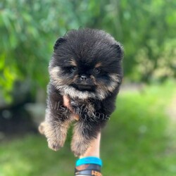 Little Beanie/Pomeranian									Puppy/Male	/8 Weeks,Beanie is a Black & Tan Pomeranian who is expected to be around 3-5 pounds full grown. Momma is Pepper and Dad is Neyo! He is available to a pet home only! NO BREEDERS! Beanie is from Grand Champion Lines! 