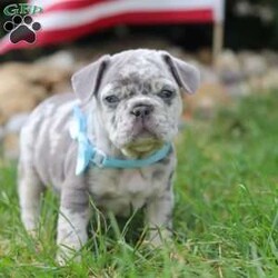 Gregory/Frenchton									Puppy/Male	/6 Weeks,Meet our darling Frenchton, Gregory, a delightful blend of French Bulldog and Boston Terrier charm. This little pup is an absolute bundle of joy, boasting an adorably wrinkled face, expressive eyes, and a compact, sturdy build that’s sure to win your heart. With their unique blend of spunk and affection, this little guy is the perfect companion for any family.This sweet puppy is not only cute but also has a playful and friendly demeanor, making them an instant favorite with everyone they meet. They are incredibly affectionate and love to snuggle, but they also have a lively side, always ready for playtime and adventures. 