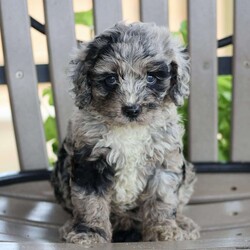 Joanna/Cockapoo									Puppy/Female	/8 Weeks,Here comes Joanna, an adorable Cockapoo puppy who’s so excited to meet you! This playful pup is vet checked, up to date on shots and wormer, plus comes with a health guarantee provided by the breeder. Joanna is family raised with children and would make the best addition to anyone’s family. Please contact Ephraim and Miriam today to find out more about this sweet pup!