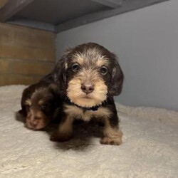 Long haired miniature dachshund cross/Miniature dachshund cross miniature schnauzer/Male/6 weeks,Two happy & healthy long-haired miniature dachshund cross miniature schnauzer puppies, looking for their new forever homes !

Both puppies are amazing chocolate &tan
One light chocolate & tan
One dark chocolate & tan
They are be brought up in a family home with children, other dogs & cats !
Each puppy has their own unique characters, loves cuddles on the sofa
Mum is longhair miniature dachshund chocolate & tan dapple ,amazing temperament loves walks ,& cuddles pet!!
Dad is miniature schnauzer chocolate tan, very friendly & social temperament he loves his walks & cuddles too pet !! Dad can be seen!

Puppies will have first vaccinations microchips, flea/worm , sent blanket of mum & change over food .A non-refundable deposit can be take of the puppy of your choice till pick up date , you will be sent updates or video calls or visits along the journey of your puppy growing up !
Please contact for any information/questions are welcome