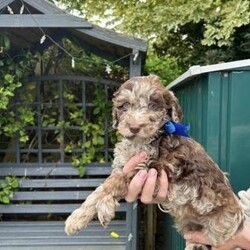 READY NOW - STUNNING STANDARD GOLDENDOODLES/goldendoodle/Mixed Litter/8 weeks,*1st vaccination and vet checked*

We are delighted to announce the arrival of a gorgeous litter if 12 standard goldendoodles born on the 14th April 2024.

Shelby is our blue roan goldendoodle, 22
