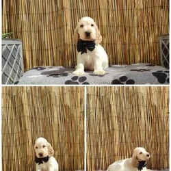 Adopt a dog:KC REG ENGLISH COCKER SPANIEL PUPPIES/English Cocker Spaniel/Mixed Litter/6 weeks,Our beautiful English Cocker Spaniel girls has had a gorgeous show type puppies that are looking for their forever homes.
Mum's:
Name: COUNTESS LUNA,Colour: BLUE ROAN, KC pedigree, She is PRA - PRCD -FN -AMS -EIC clear. Birthdate: 8th August 2021
CLAVAIRE LION HEART OF BRENMOORS&LINDA - COUNTESS LUNA parents.Owner : our family pet
Name: MOLLY STAR CHOCOLATE Colour: CHOCOLATE ROAN & TAN KC pedigree She is PRA - PRCD -FN -AMS -EIC clear. Birthdate: 30 June 2022 SIMBAWOOD CURVEBALL AT KENALURE&MARLEN STREET KOROLEVA VELIKOBRITANII - MOLLY STAR CHOCOLATE parents.Owner : our family pet
Dad:Name: DZHOLLI BLEIZ ICHCHI, FCI and KC pedigree, Colour: BLUE ROAN, Show type English Cocker Spaniel who is also a very laid back pedigree. Owner : our family pet, Birthdate : 09 December 2021. He is PRA - PRCD -FN -AMS -EIC clear.
Puppies born 19.04.2024
All puppies have been raised in our family home.They will be used to everyday noises and will be well handled by myself and my family. Puppies will come with a complete vet check, wormed at 4,6 & 8 weeks on drontal, flead, fully weaned, microchipped, first vaccinations up to date, KC Reg.
Puppies colours is Blue Roan, Orange Roan, Chocolate Roan Sobel. Puppies can be viewed, Mum's COUNTESS LUNA and MOLLY STAR CHOCOLATE, Dad DZHOLLI BLEIZ ICHCHI and LINDA grandmother will be available to see is our family pets.
Puppies will be ready to leave for their new homes from 19th June 2024 when they will be 8 weeks.
COUNTESS LUNA puppies:
Girls:
Red collar - Blue Roan 
Green collar - Blue Roan
Boys:
Blue collar - Blue Roan 
Brown collar - Blue Roan 
Black collar - Orange Roan 
Dark Blue collar - Blue Roan 
Purple collar - Blue Roan 
Grey collar - Blue Roan 
MOLLY STAR CHOCOLATE puppies:
Girls:
Yellow collar - Chocolate Roan Sobel 
Dark Blue collar - Blue Roan 
Pink collar - Blue Roan 
Dark Red collar - Blue Roan 
Orange collar - Blue Roan 
Boys:
Light Green collar - Chocolate Roan Sobel 
Green collar - Blue Roa