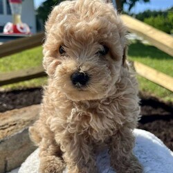 Cupcake/Bich-Poo									Puppy/Female	/11 Weeks,Cupcake is will a companion to you. She is delightful and plays well with others. Look no further for your forever pet to live.  She is up to date on her shots and been dewormed.