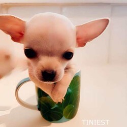 ❤️AMAZING TEACUP CHIHUAHUA PUPS!!!/Chihuahua (Smooth Coat)/Both/Younger Than Six Months,ABSOLUTELY INCREDIBLE PUREBRED CHIHUAHUA PUPS!!!