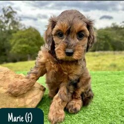 STUNNING Cavoodle Pups With Unique Colours/Other/Both/Younger Than Six Months,This gorgeous litter of F1b Cavoodle's were born on the 12th of April. They will be ready for their new homes from the 7th of June.Puppies have come from health/DNA tested parents and will go home with a health guarantee.Pups are vet checked, microchipped and vaccinated.We welcome families to come and visit pups, meet us, parents and view our facilities.For more information on us please check out our website. 