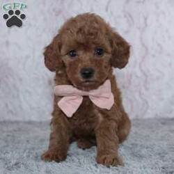 Natasha/Miniature Poodle									Puppy/Female	/7 Weeks,To contact the breeder about this puppy, click on the “View Breeder Info” tab above.