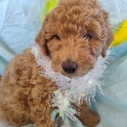 Miniature Poodle pups/Poodle (Miniature)/Both/Younger Than Six Months,These beautiful Miniature Poodle pups are looking for their forever loving homes.1Red female1 Apricot female2 Apricot malesThey should mature about 8kgThey are very friendly and loving. Love being nursed. Playful and happy little pups.Mum is a beautiful rich red and hasn't faded.She is available to meet.Dad is Apricot and hasn't faded.Both parents are DNA tested by Orivet and are clear of all inherited diseases currently being tested for.Results are available to view.Pups have been vet checked, vaccinated and microchipped and wormedThey are Ready to Go