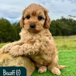 STUNNING Cavoodle Pups With Unique Colours/Other/Both/Younger Than Six Months,This gorgeous litter of F1b Cavoodle's were born on the 12th of April. They will be ready for their new homes from the 7th of June.Puppies have come from health/DNA tested parents and will go home with a health guarantee.Pups are vet checked, microchipped and vaccinated.We welcome families to come and visit pups, meet us, parents and view our facilities.For more information on us please check out our website. 