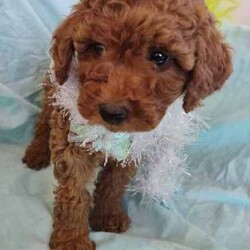 Miniature Poodle pups/Poodle (Miniature)/Both/Younger Than Six Months,These beautiful Miniature Poodle pups are looking for their forever loving homes.1Red female1 Apricot female2 Apricot malesThey should mature about 8kgThey are very friendly and loving. Love being nursed. Playful and happy little pups.Mum is a beautiful rich red and hasn't faded.She is available to meet.Dad is Apricot and hasn't faded.Both parents are DNA tested by Orivet and are clear of all inherited diseases currently being tested for.Results are available to view.Pups have been vet checked, vaccinated and microchipped and wormedThey are Ready to Go