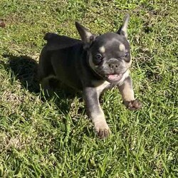 French Bulldog puppies Blue and Tan/French Bulldog/Both/Younger Than Six Months,READY TO LEAVE FOR THEIR NEW HOMES 26/5I have 1 male and 3 female French Bulldog puppies for sale BORN 31/3 They are blue and tan. Puppies are wormed and microchipped and have puppy packs These puppies have wide open nostrils and have gentle playful natures