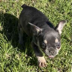 French Bulldog puppies Blue and Tan/French Bulldog/Both/Younger Than Six Months,READY TO LEAVE FOR THEIR NEW HOMES 26/5I have 1 male and 3 female French Bulldog puppies for sale BORN 31/3 They are blue and tan. Puppies are wormed and microchipped and have puppy packs These puppies have wide open nostrils and have gentle playful natures