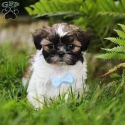 Dreamer/Shih Tzu									Puppy/Male	/8 Weeks,Introducing Dreamer, the sweetest Shih Tzu boy with the most DARLING face! Who can say no to those eyes? 