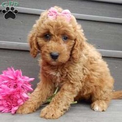 Sylvie/Mini Goldendoodle									Puppy/Female	/8 Weeks,Prepare to fall in love !!! My name is Sylvie and I’m the sweetest little F1b mini goldendoodle looking for my furever home! One look into my warm, loving eyes and at my silky soft coat and I’ll be sure to have captured your heart already! I’m very happy, playful and very kid friendly and I would love to fill your home with all my puppy love!! I am full of personality, and I give amazing puppy kisses! I stand out way above the rest with my beautiful fluffy red coat !! I will come to you vet checked, microchipped and up to date on all vaccinations and dewormings . I come with a 1-year guarantee with the option of extending it to a 3-year guarantee and shipping is available! My mother is Jody, our 32#mini goldendoodle with a heart of gold and my father is Zeke, our handsome 10#apricot and white toy poodle and he has been genetically tested clear! Both of my parents are very sweet and kid friendly which will make me the same and they are available to meet!! I will grow to approx 18-23# and I will be hypoallergenic and nonshedding! Why wait when you know I’m the one for you? Call or text Martha to make me the newest addition to your family and get ready to spend a lifetime of tail wagging fun with me! (7% sales tax on in home pickups)