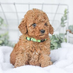 Kaden/Mini Goldendoodle									Puppy/Male	/7 Weeks,Say Hello to this happy, freindly little darling! He is looking for a family to love and adopt. If you love being snuggled, and having a fur baby who will follow you everywhere, this little guy will steal your heart! He loves to shower you with kisses!