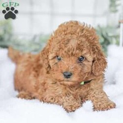 Kaden/Mini Goldendoodle									Puppy/Male	/7 Weeks,Say Hello to this happy, freindly little darling! He is looking for a family to love and adopt. If you love being snuggled, and having a fur baby who will follow you everywhere, this little guy will steal your heart! He loves to shower you with kisses!