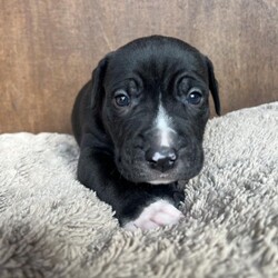 Adopt a dog:Cobalt/American Staffordshire Terrier/Male/Baby,Cobalt, a 4-week-old Stafford Terrier mix, is eager to find his forever family. As a blank slate, he is ready to be molded into the perfect family dog. The possibilities are endless with this little pup, but one thing is for certain - he will steal your heart.