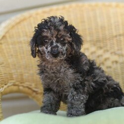 Rhonda/Toy Poodle									Puppy/Female	/April 18th, 2024,Hi, I’m Rhonda, and I love to play! Everyone always tells me how beautiful I am! I always get happy and excited when you are ready to play because that’s what I live for! My parents are both built very beautifully, so I’m hoping to look just like them when I grow up! I love attention and meeting new people, but being your companion is my number one goal! I promise to always love you and be the light of your life! I will come to you with my vaccinations up to date, so I will be healthy and happy. Pick me! I’m super excited to meet you! 