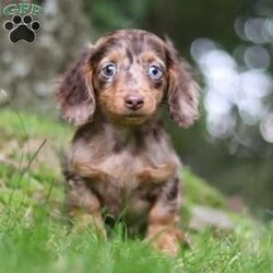 Zoar/Dachshund									Puppy/Male	/12 Weeks,Zoar is the definition of “pawsitively” delightful! He’s an ACA Registered Dachshund, always ready to brighten your day with his playful antics. This little guy is incredibly affectionate and loves snuggles, making him the perfect cuddle buddy. His friendly nature and boundless energy will keep you entertained, and his loyalty will warm your heart.