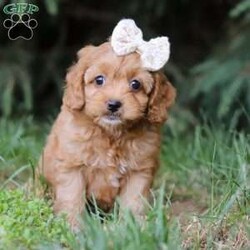 Lily/Cockapoo									Puppy/Female	/7 Weeks,Meet Lily, the most adorable Cockapoo puppy you’ve ever laid eyes on! This little girl combines the best of both worlds with its Poodle and Cocker Spaniel heritage. With her soft, silky fur and endearing button nose, she steals the hearts of everyone she meets. Playful and affectionate, she loves to cuddle and will quickly become your loyal companion. Her small size only adds to the charm, making her the perfect friend for any loving home. Whether you’re looking for a playful playmate or a snuggle buddy, this cutie is the perfect choice! 