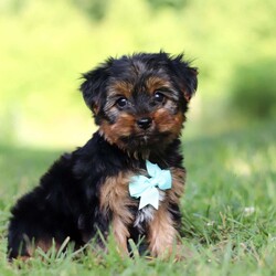 Carlos/Yorkie									Puppy/Male	/8 Weeks,Carlos cute little face is what dreams are made of! His expressive eyes are just begging you to hold him and love on him. He is a super smart little guy with boundless happy energy, always ready for the next adventure! Though small, he is mighty at heart with his “big dog” personality. He would love going everywhere with you…running errands, beach vacations, or just exploring the backyard. He has been loved and doted on thus far in his life, giving him a great start and helping him be more comfortable in the world around him. He is Microchipped and we kept him current on vaccines and dewormer and has had his first puppy vet exam done. We also include a Health Guarantee. Mama is a super sweet Yorkie named Lola weighing in at a darling 10 lbs. Dad is a handsome Yorkie named Lebron weighing 10 lbs. If you want to schedule a visit with this little one or have any questions you can text or call me -Mark Yoder 