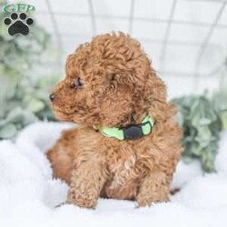 Kaden/Mini Goldendoodle									Puppy/Male	/7 Weeks,Say Hello to this happy, freindly little darling! He is looking for a family to love and adopt. If you love being snuggled, and having a fur baby who will follow you everywhere, this little guy will steal your heart! He loves to shower you with kisses!