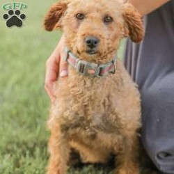 Kaden/Mini Goldendoodle									Puppy/Male	/7 Weeks,Say Hello to this happy, freindly little darling! He is looking for a family to love and adopt. If you love being snuggled, and having a fur baby who will follow you everywhere, this little guy will steal your heart! He loves to shower you with kisses!