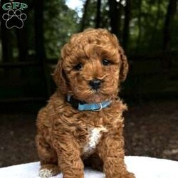 Baxter/Mini Goldendoodle									Puppy/Male	/April 30th, 2024,Baxter is a social puppy with a gentle personality. He loves people, is fun loving and loves his snuggles! 