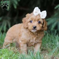 Lily/Cockapoo									Puppy/Female	/7 Weeks,Meet Lily, the most adorable Cockapoo puppy you’ve ever laid eyes on! This little girl combines the best of both worlds with its Poodle and Cocker Spaniel heritage. With her soft, silky fur and endearing button nose, she steals the hearts of everyone she meets. Playful and affectionate, she loves to cuddle and will quickly become your loyal companion. Her small size only adds to the charm, making her the perfect friend for any loving home. Whether you’re looking for a playful playmate or a snuggle buddy, this cutie is the perfect choice! 