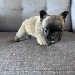 Purebred French bulldog pups short coat and long coat/French Bulldog/Female/Younger Than Six Months,Purebred French bulldog pups 5 weeks old , will be ready in 3 weeks , they will be vet checked microchipped vaccinated and registered with MDBA. Fluffy female sable , fluffy white and black pied female , two cream females , blue male. Located in bulahdelah 