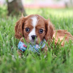 Benji/Cavalier King Charles Spaniel									Puppy/Male	/8 Weeks,Meet Benji, our adorable Cavalier King Charles Spaniel who is ready to steal your heart with his charm and sweetness. With his beautiful, flowing coat of rich chestnut and white, and his big, expressive eyes, this precious pup is a picture of classic Cavalier elegance. This little guy is more than just good looks; his gentle and affectionate nature makes him a perfect companion for families, singles, and seniors alike. 