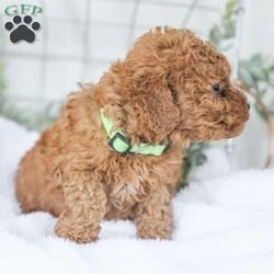 Kaden/Mini Goldendoodle									Puppy/Male	/7 Weeks,Say Hello to this happy, freindly little darling! He is looking for a family to love and adopt. If you love being snuggled, and having a fur baby who will follow you everywhere, this little guy will steal your heart! He loves to shower you with kisses!