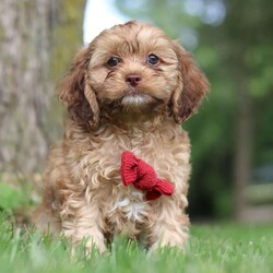 Conrad/Cocker Spaniel									Puppy/Male	/8 Weeks,Meet Conrad, the most adorable little Cocker Spaniel you will ever meet! This stunning little baby has the most luscious hair coat and the most darling little features. This sweet Cocker spaniel is ready to take on the world with his forever family by his side. His knack for bringing smiles to the faces of everyone he meets has ensured that he has received endless love and attention since birth. This has allowed him to become highly socialized and very adaptable. When he joins you and your family, He will have no trouble adjusting to you and your lifestyle. Dad is named Danny and is very handsome and is super intelligent and friendly. He is so graceful and a has an excellent conformation, weighing 14 lbs. The Mama is sweet, loving and she loves to play and has a very laid-back personality, weighing around 14 lbs. He will arrive at his forever home completely vet checked, & up to date on all the necessary vaccines and dewormer. We require a deposit to reserve this sweet baby. Please call or text me for more information or to schedule a visit! – Lori Barkman 