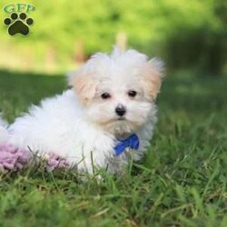 Grant/Maltipoo									Puppy/Male	/13 Weeks,Grant cute little face is what dreams are made of! His expressive eyes are just begging you to hold him and love on him. He is a super smart little guy with boundless happy energy, always ready for the next adventure! Though small, he is mighty at heart with his “big dog” personality. He would love going everywhere with you…running errands, beach vacations, or just exploring the backyard. He has been loved and doted on thus far in his life, giving him a great start and helping him be more comfortable in the world around him. He is Microchipped and we kept him current on vaccines and dewormer and has had his first puppy vet exam done. We also include a Health Guarantee. Mama is a super sweet poodle named Angel weighing in at a darling 8 lbs. Dad is a handsome Maltese named Walter. If you want to schedule a visit with this little one or have any questions you can text or call me -Mark Yoder 