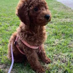 Mini Poodle Puppies DNA Clear Available late August/Poodle (Miniature)/Both/Younger Than Six Months,I am now taking expressions of interest for an upcoming litter of Purebred Miniature Poodle puppies, they will be available late August.Photos are of a previous litter.Please make first contact via Gumtree message or txt ******4949 with a bit about yourself and the home you can provide for one of my adorable little Poodle pups! REVEAL_DETAILS These beautiful puppies will be true Miniature Poodles and I expect them all to have a gorgeous red, curly Poodle coat that is considered non-shedding and hypoallergenic.All of our puppies are born inside our family home and raised with lots of love and care. They are socialised daily from a few weeks old with other dogs, cats and children of different ages.Mum is a Purebred Red Minature Poodle.She is 40cm to the tops of her shoulders and weighs approximately 9kg.She has a very gentle, sweet and loving nature and loves lots and lots of cuddles!Dad is a Purebred Red Mini Poodle.He is 40cm to the tops of his shoulders and weighs 9.5kg.He also has a very sweet and soft nature and is very intelligent. He has a beautiful gentle temperament and is very affectionate.Both parents are DNA health tested through Orivet and are 100% clear negative of any genetic diseases. Their DNA test results will be available to view at the time of sale.Both dogs live with us and are available to meet at the time of sale.Puppies will grow to be a medium sized dog at around 40-50cm to the tops of their shoulders and weigh around 8-10kg approx.Puppies will come:✅️ Wormed✅️ Flea treated✅️ Vet checked✅️ 1st Vaccination✅️ Microchipped✅Beginning toilet trainingPuppies will go to their new homes with:➡️Vaccination card➡️Extra microchip stickers➡️Detailed information pack➡️Puppy training tips and videos➡️ Health guarantee contract➡️30 days FREE pet insurance➡️Puppy welcome pack which includes: A Blanket with mums scent on it, Lead & collar, Brush, Shampoo & Conditioner pack, Assorted toys, Waste bags & the food they are eating.I am happy to do video calls once they are born.I am an experienced, ethical, recreational breeder and full, registered member of the RPBA Member no. 14504I am located 70 minutes from Melbourne & 5 minutes drive from the Broadford exit on the Hume Hwy.A meet up or delivery of your new puppy can be arranged depending on your location.Interstate pet transport can also be arranged at the buyers expense.Microchip numbers will be updated once they have been vet checked and microchipped.Tags: Poodle, Miniature Poodle, Mini Poodle, Medium dog, Poodle, Puppy