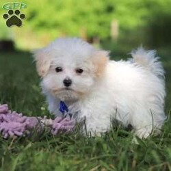 Grant/Maltipoo									Puppy/Male	/13 Weeks,Grant cute little face is what dreams are made of! His expressive eyes are just begging you to hold him and love on him. He is a super smart little guy with boundless happy energy, always ready for the next adventure! Though small, he is mighty at heart with his “big dog” personality. He would love going everywhere with you…running errands, beach vacations, or just exploring the backyard. He has been loved and doted on thus far in his life, giving him a great start and helping him be more comfortable in the world around him. He is Microchipped and we kept him current on vaccines and dewormer and has had his first puppy vet exam done. We also include a Health Guarantee. Mama is a super sweet poodle named Angel weighing in at a darling 8 lbs. Dad is a handsome Maltese named Walter. If you want to schedule a visit with this little one or have any questions you can text or call me -Mark Yoder 