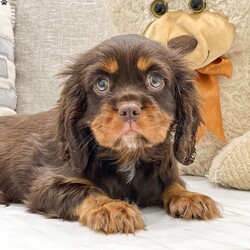 Cade/Cavalier King Charles Spaniel									Puppy/Male	/10 Weeks,This sweet and adorable Cavalier King Charles Spaniel is looking for a forever family!