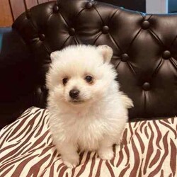 Purebred Pomeranians/Pomeranian/Both/Younger Than Six Months,1 x White female - 0.7kg1x White Male with dark noise-1kg1x Parti Male (white and brown)-1kgDOB 29,04,24Ready to go to their new forever homes. 25,06,24Happy, healthy, playful, affectionate and very fluffy puppy’sPedigree papered parent (happy to show proof to serious buyers)They come with a puppy starter pack with food, toys, pee pads, comfort blanket and their folder.Folder contains a new puppy information booklet, vaccination information (first shot has been done), vet check/fit for travel certificate and microchip details.(Puppy’s that are transported arnt able to be shipped with anything but themselves, paperwork will be posted)Puppies can be transported at buyers cost. I am happy to help with organising this.$500 depositNo time wasters please. 
