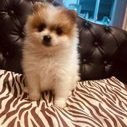 Purebred Pomeranians/Pomeranian/Both/Younger Than Six Months,1 x White female - 0.7kg1x White Male with dark noise-1kg1x Parti Male (white and brown)-1kgDOB 29,04,24Ready to go to their new forever homes. 25,06,24Happy, healthy, playful, affectionate and very fluffy puppy’sPedigree papered parent (happy to show proof to serious buyers)They come with a puppy starter pack with food, toys, pee pads, comfort blanket and their folder.Folder contains a new puppy information booklet, vaccination information (first shot has been done), vet check/fit for travel certificate and microchip details.(Puppy’s that are transported arnt able to be shipped with anything but themselves, paperwork will be posted)Puppies can be transported at buyers cost. I am happy to help with organising this.$500 depositNo time wasters please. 