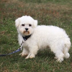 Grant/Maltipoo									Puppy/Male	/13 Weeks,Grant cute little face is what dreams are made of! His expressive eyes are just begging you to hold him and love on him. He is a super smart little guy with boundless happy energy, always ready for the next adventure! Though small, he is mighty at heart with his “big dog” personality. He would love going everywhere with you…running errands, beach vacations, or just exploring the backyard. He has been loved and doted on thus far in his life, giving him a great start and helping him be more comfortable in the world around him. He is Microchipped and we kept him current on vaccines and dewormer and has had his first puppy vet exam done. We also include a Health Guarantee. Mama is a super sweet poodle named Angel weighing in at a darling 8 lbs. Dad is a handsome Maltese named Walter. If you want to schedule a visit with this little one or have any questions you can text or call me -Mark Yoder 