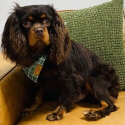 Luca/Cavalier King Charles Spaniel									Puppy/Male	/8 Weeks,This sweet and adorable Cavalier King Charles Spaniel is looking for a forever family!