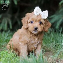 Lily/Cockapoo									Puppy/Female	/7 Weeks,Meet Lily, the most adorable Cockapoo puppy you’ve ever laid eyes on! This little girl combines the best of both worlds with its Poodle and Cocker Spaniel heritage. With her soft, silky fur and endearing button nose, she steals the hearts of everyone she meets. Playful and affectionate, she loves to cuddle and will quickly become your loyal companion. Her small size only adds to the charm, making her the perfect friend for any loving home. Whether you’re looking for a playful playmate or a snuggle buddy, this cutie is the perfect choice! 