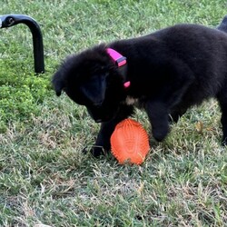 Adopt a dog:Wooper/Australian Shepherd/Female/Baby,Hi, My name is Wooper. I am a fun loving puppy. I am social and enjoy the company of humans. I have always been happy and energetic. I am smaller than my siblings but I have a big personality. I give puppy kisses and enjoy being held. I enjoy being outdoors with my siblings and exploring our yard. I like chasing my siblings around the yard. I am not potty trained but I have gone potty outside a few times (when you gotta go, you gotta go).

A word from my foster mommy......

Wooper started her life with a foster mom who bottle fed and made her strong. I am thankful to her for that. I am her second foster mom. It was such a surprise to see how much she look like her big brother Clodsire. She is so adorable and friendly. She is easy going and will melt your heart when you see her. Her breed is a best guess: her adorableness is not. : )

If you are interested in Wooper, please fill out an online application for her. She is available to go home after June 11, 2024. Only an approved applicant will be allowed to meet her. If you have any questions, my name is Anna, please feel free to email me directly at anna@animalcompassionteam.com I will do my best to reply back as quickly as possible.
I look forward to reading your application if you choose to submit one.
Thank you for visiting this page.