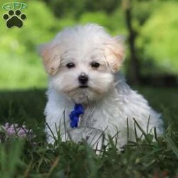 Grant/Maltipoo									Puppy/Male	/13 Weeks,Grant cute little face is what dreams are made of! His expressive eyes are just begging you to hold him and love on him. He is a super smart little guy with boundless happy energy, always ready for the next adventure! Though small, he is mighty at heart with his “big dog” personality. He would love going everywhere with you…running errands, beach vacations, or just exploring the backyard. He has been loved and doted on thus far in his life, giving him a great start and helping him be more comfortable in the world around him. He is Microchipped and we kept him current on vaccines and dewormer and has had his first puppy vet exam done. We also include a Health Guarantee. Mama is a super sweet poodle named Angel weighing in at a darling 8 lbs. Dad is a handsome Maltese named Walter. If you want to schedule a visit with this little one or have any questions you can text or call me -Mark Yoder 