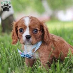 Benji/Cavalier King Charles Spaniel									Puppy/Male	/8 Weeks,Meet Benji, our adorable Cavalier King Charles Spaniel who is ready to steal your heart with his charm and sweetness. With his beautiful, flowing coat of rich chestnut and white, and his big, expressive eyes, this precious pup is a picture of classic Cavalier elegance. This little guy is more than just good looks; his gentle and affectionate nature makes him a perfect companion for families, singles, and seniors alike. 